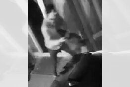 Tiel - Gezocht - Dieven gaan er met tuinbeelden vandoor