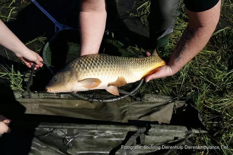 Vrijwilligers dierenambulance redden karpers uit drooggevallen plas