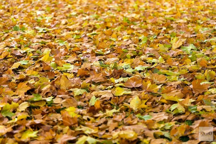 AVRI plaatst bladkorven in Tiel