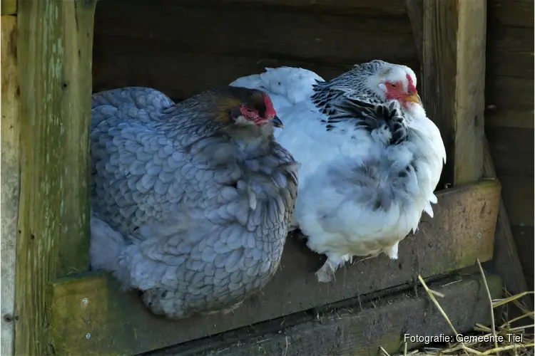 Vogelgriep bij dierenpark Hertenkamp