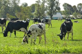Gelderse subsidies voor veehouders die door willen
