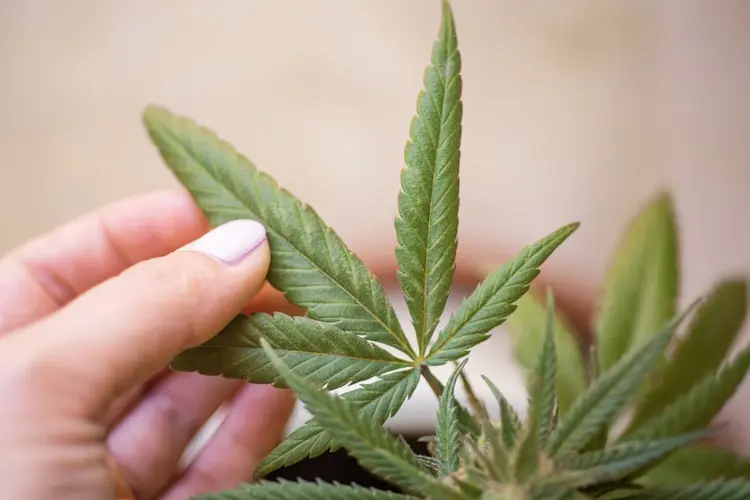 Twee maatregelen in strijd tegen drugs
