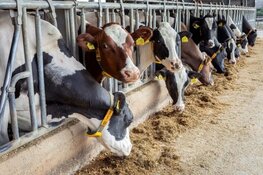 Gelders bestuur bezorgd over MKZ-uitbraak in Brandenburg