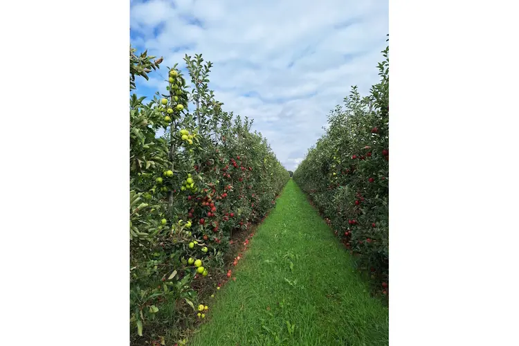 Evenement De Appeldag bij Van Haaften Fruit op 3 juli