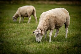 Schapen in plaats van maaimachine in Lingewaalpark
