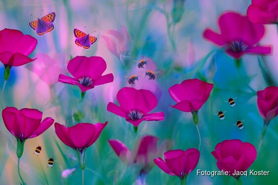 Kunstenaar én vrijwilliger bij theater De Fransche School