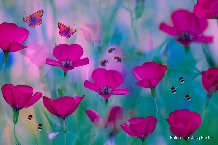 Kunstenaar én vrijwilliger bij theater De Fransche School