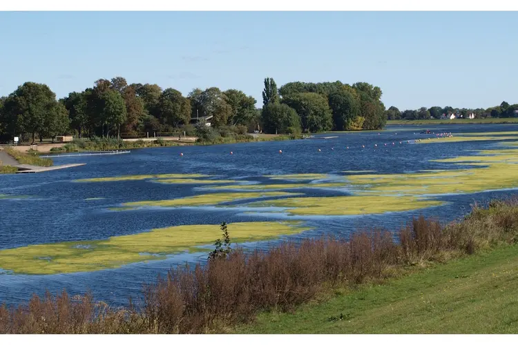 Provincie stelt een waarschuwing in vanwege blauwalgen